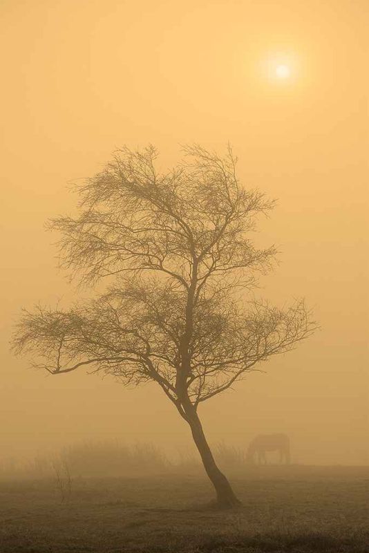 horse & sun through fog.jpg